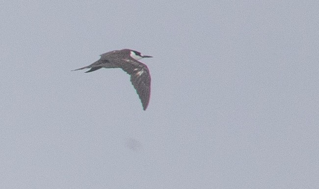 Sooty Tern - ML489002201