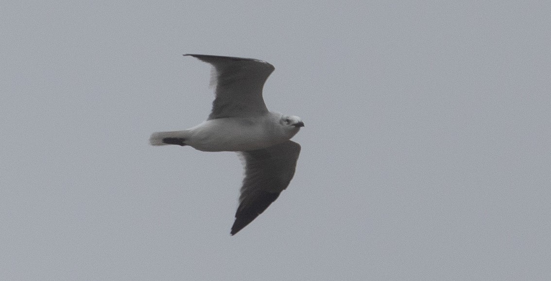 Laughing Gull - ML489002451