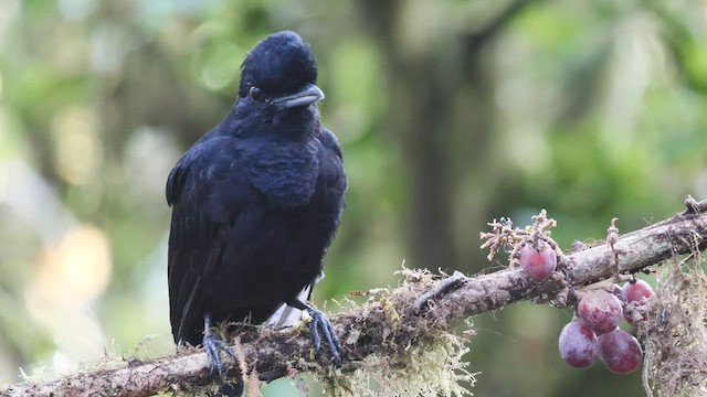 Long-wattled Umbrellabird - ML489002871