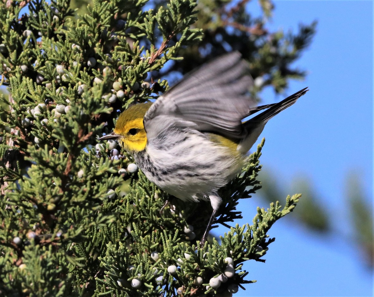 Grünmantel-Waldsänger - ML489002881