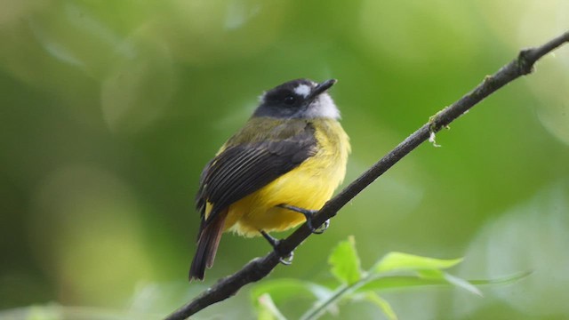 Ornate Flycatcher - ML489002911