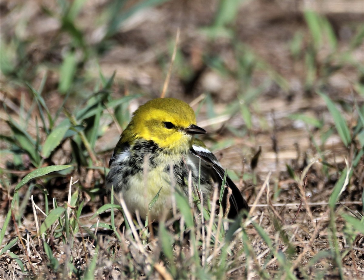 Black-throated Green Warbler - ML489003481