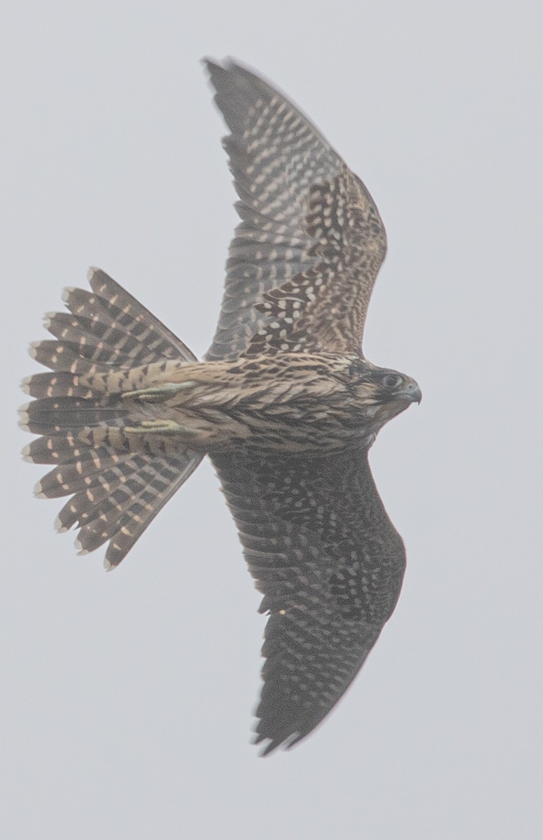 Peregrine Falcon - ML489003631