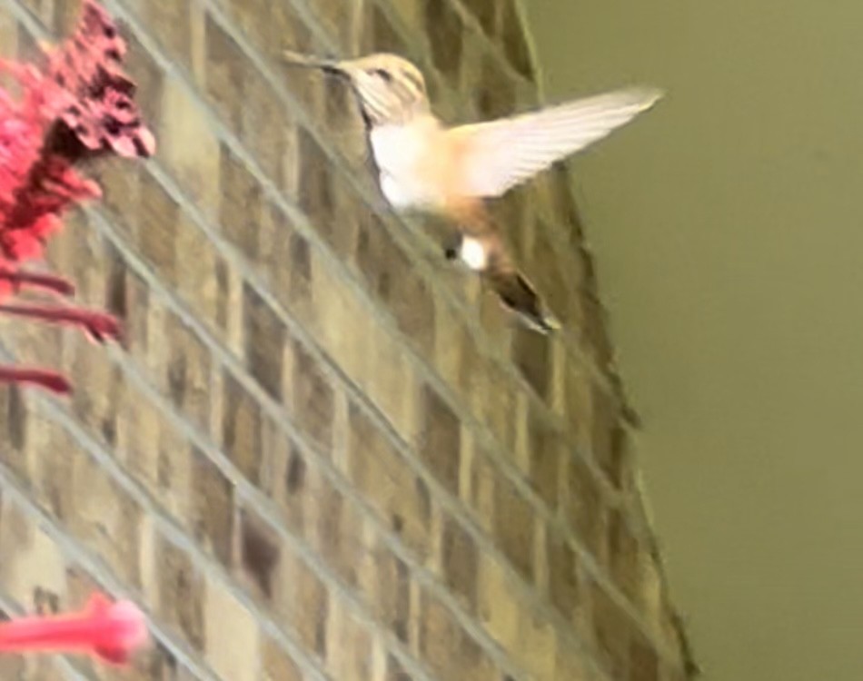 Rufous Hummingbird - ML489004051