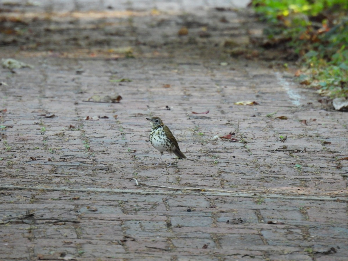 Wood Thrush - ML489004851