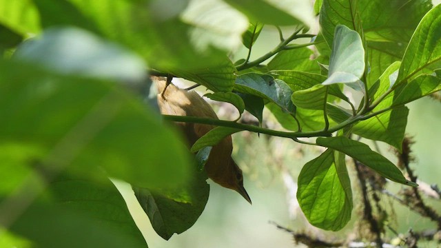 Buff-fronted Foliage-gleaner - ML489005181