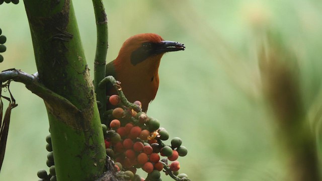 Rufous Motmot - ML489005581