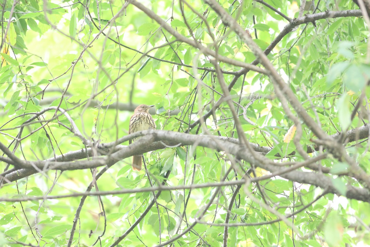Brown Thrasher - ML489006381