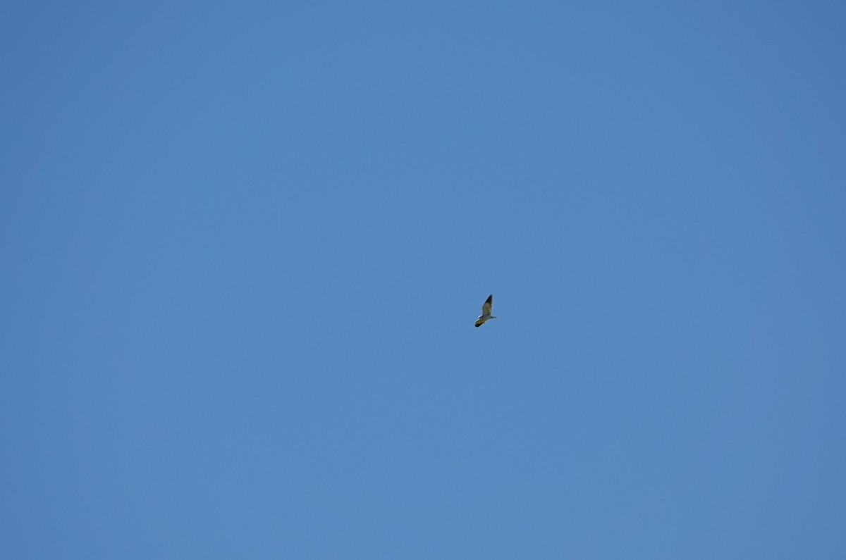 Black-winged Kite - ML489006681