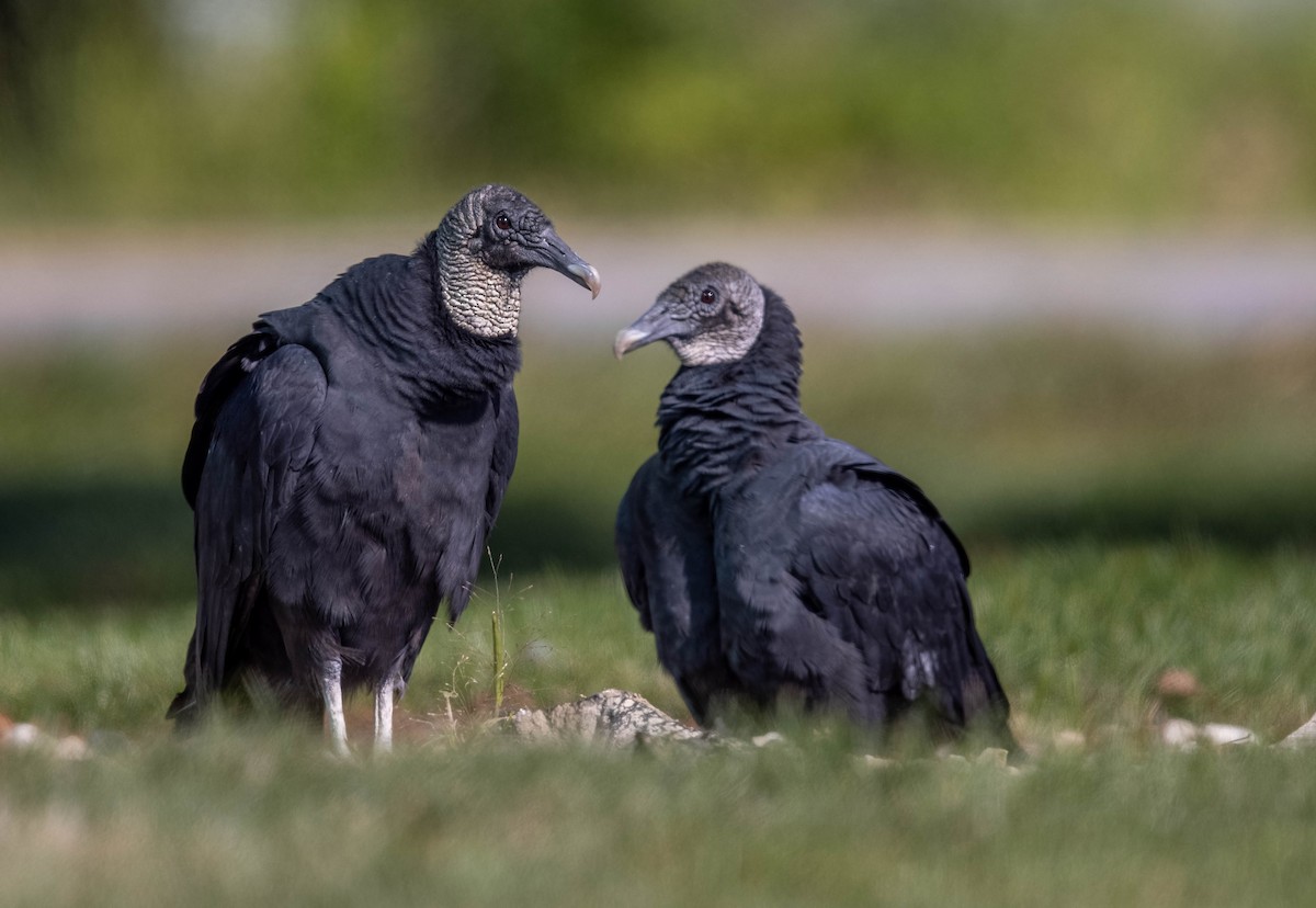 Black Vulture - ML489007161