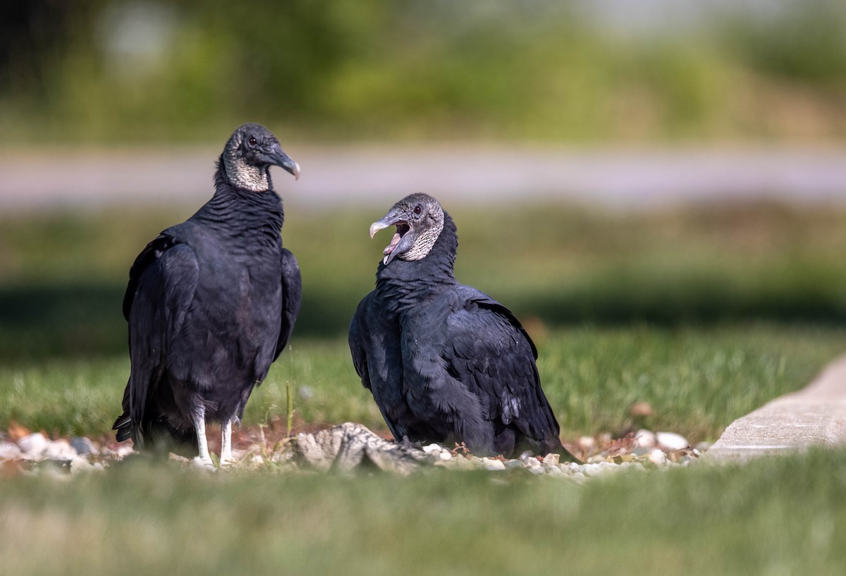 Black Vulture - ML489007171