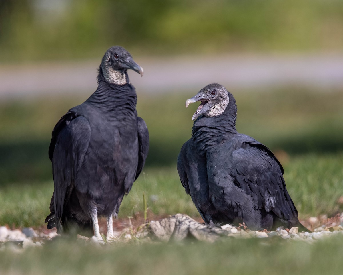 Black Vulture - ML489007351