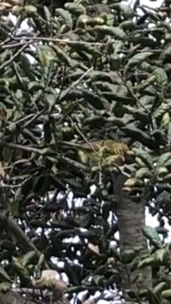 Prairie Warbler - ML489008771