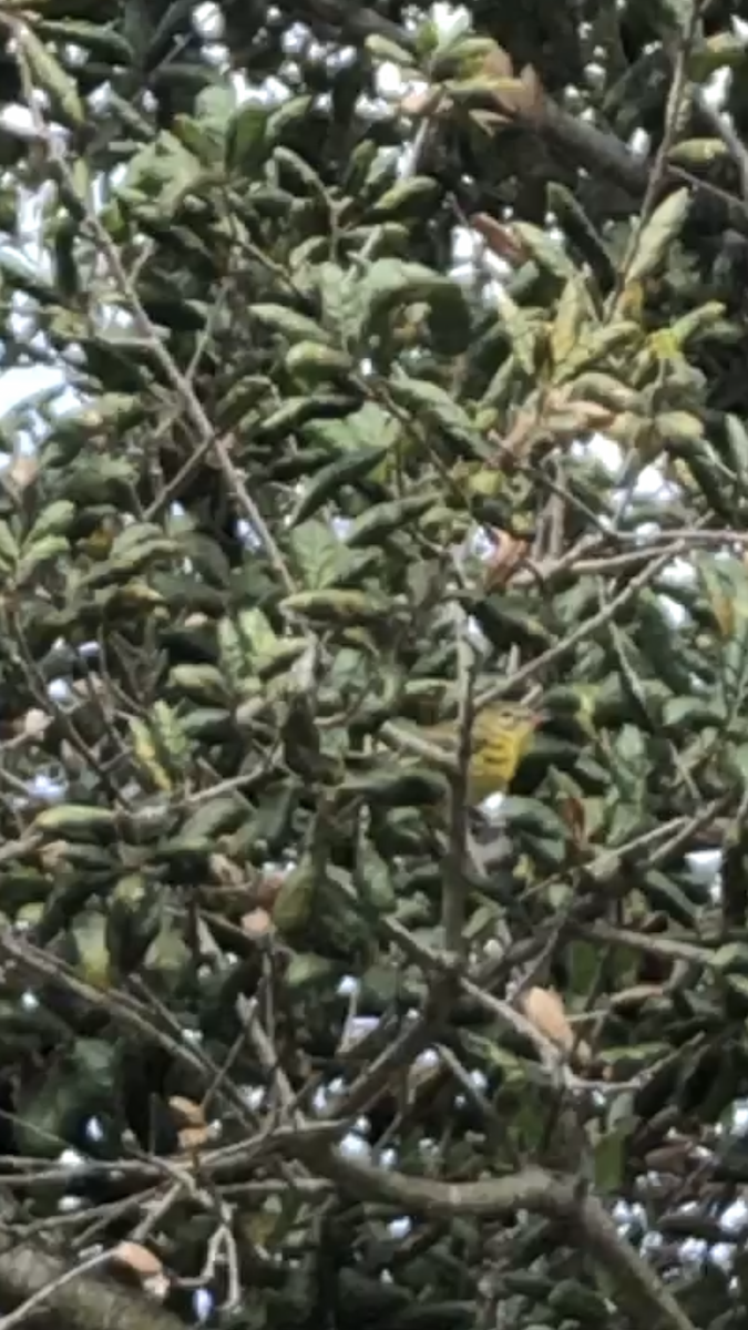 Prairie Warbler - ML489008781