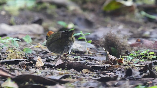 クリボウシヤブシトド - ML489010111