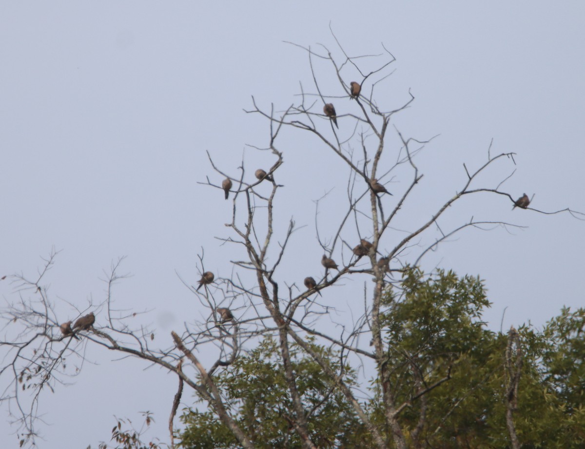 Mourning Dove - ML489010491