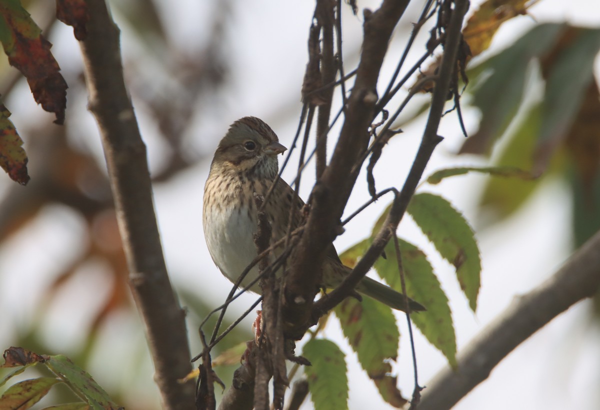 Lincoln's Sparrow - ML489010721