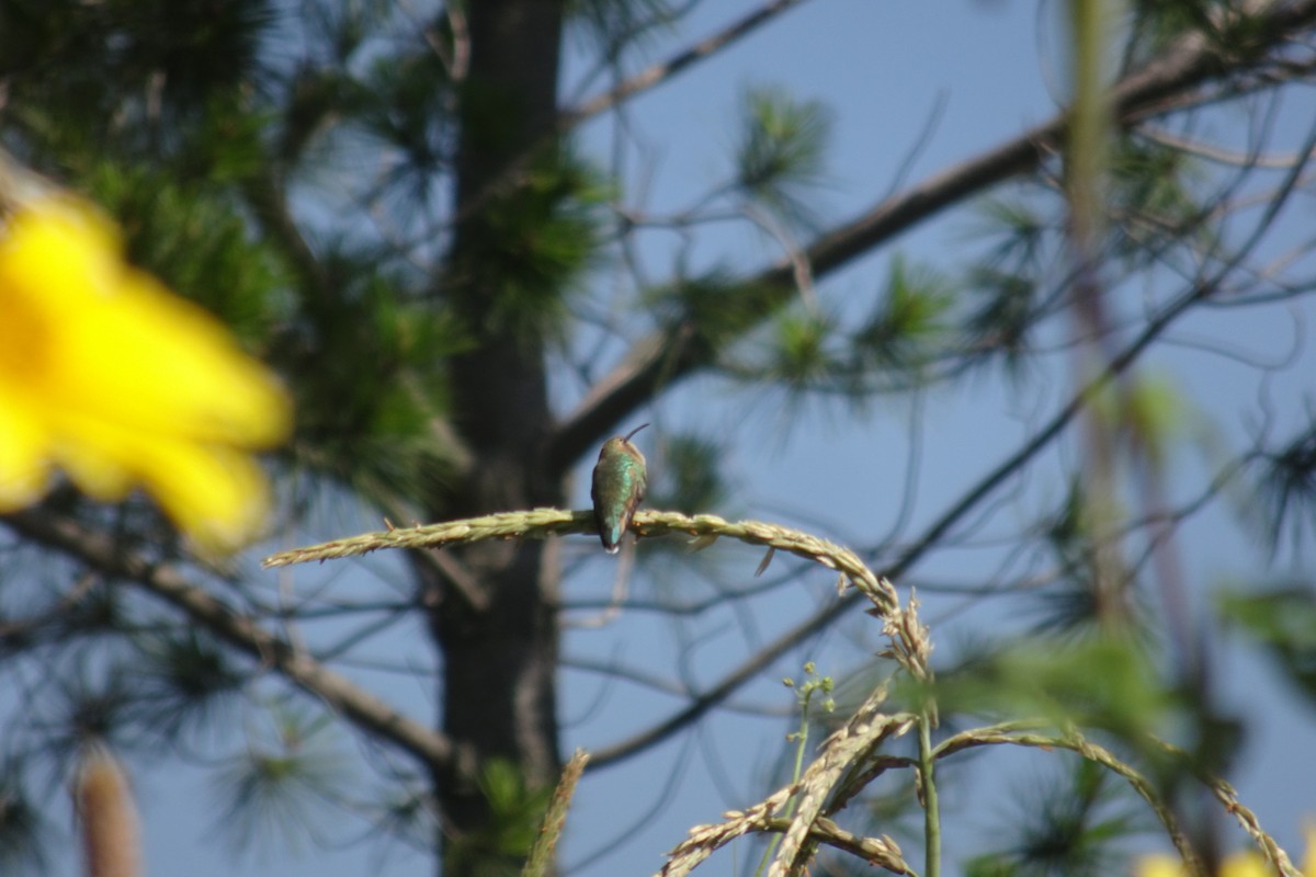 Lucifer Hummingbird - ML489010751