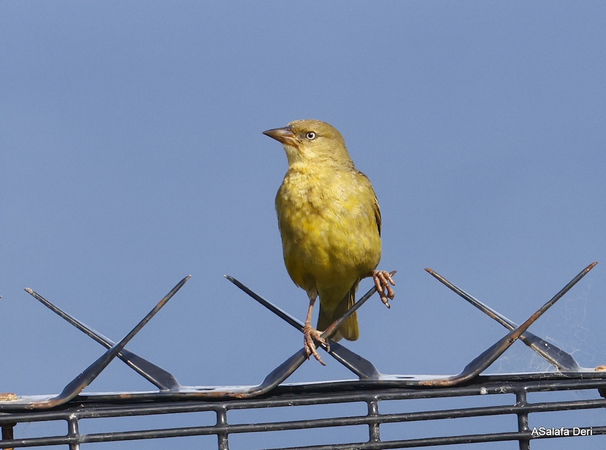 Cape Weaver - Fanis Theofanopoulos (ASalafa Deri)