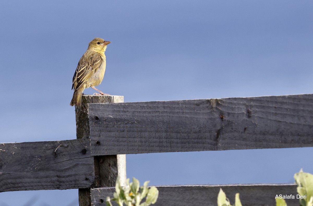 Cape Weaver - ML489010791