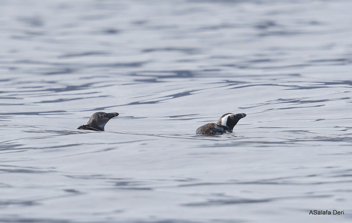 African Penguin - ML489011471