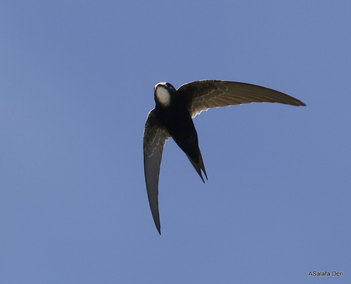 White-rumped Swift - ML489012681