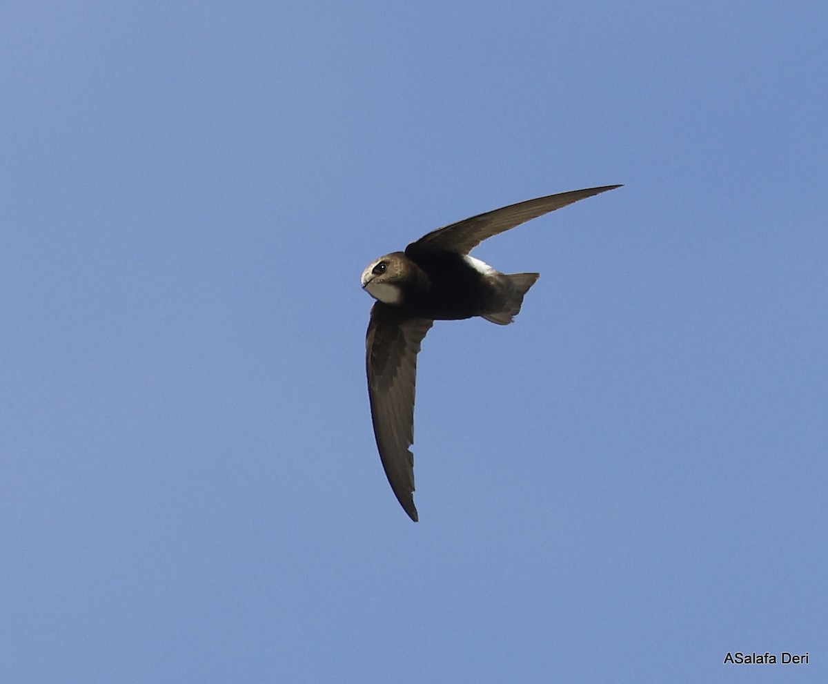 Little Swift (Little) - Fanis Theofanopoulos (ASalafa Deri)