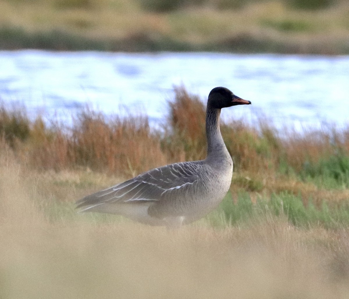 Taiga Bean-Goose - ML489016881