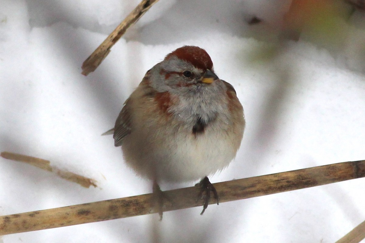 American Tree Sparrow - ML48901691