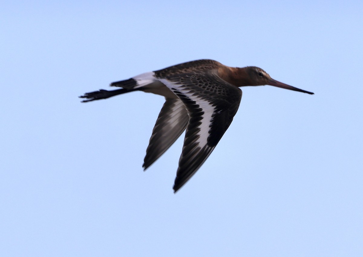 Black-tailed Godwit - ML489016941