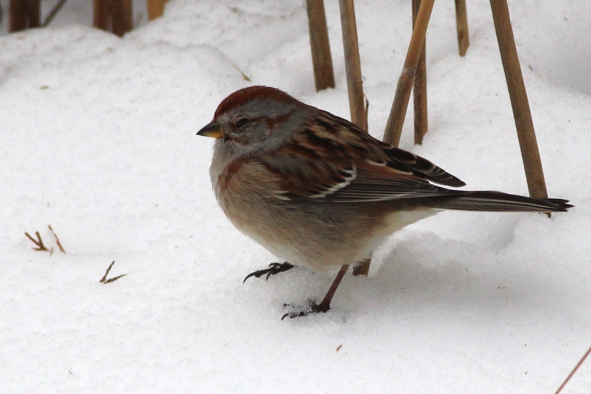 American Tree Sparrow - ML48901701