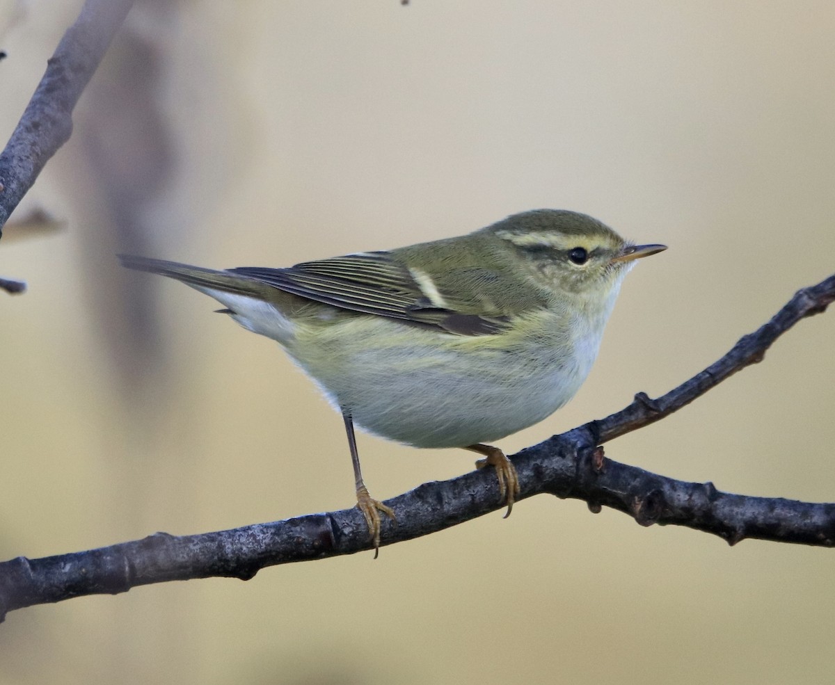 Mosquitero Bilistado - ML489017121