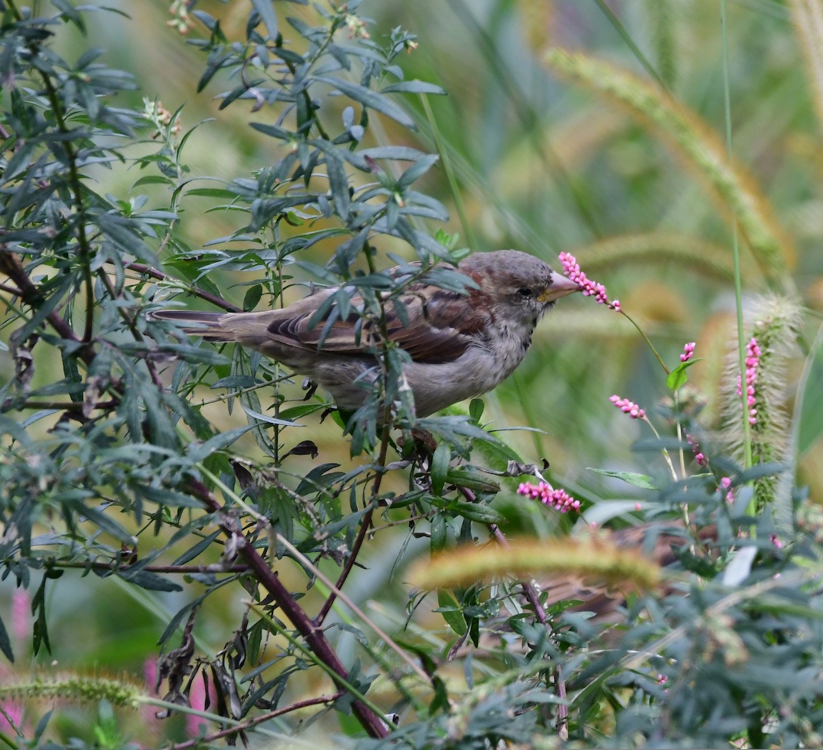 House Sparrow - ML489017961