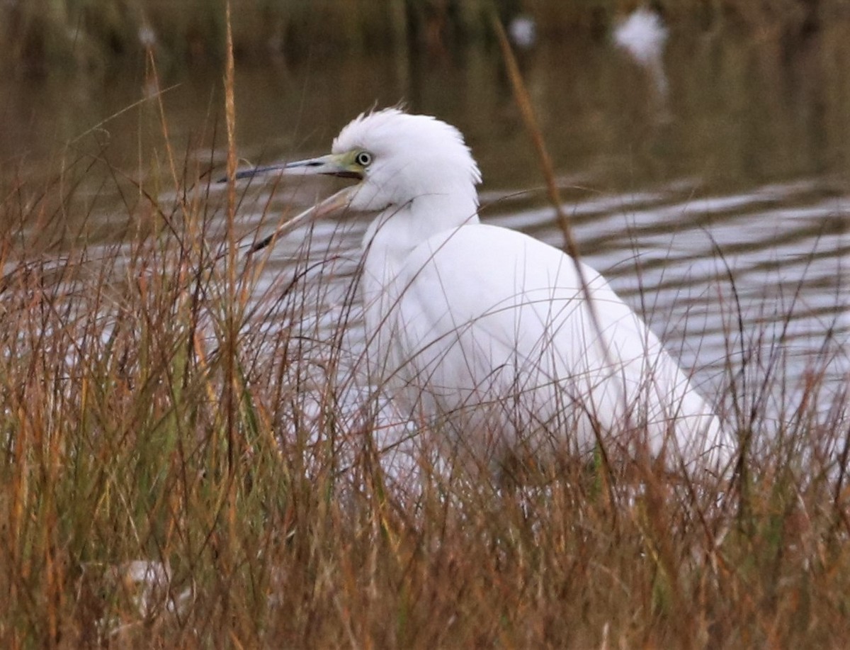 Little Blue Heron - ML489018001