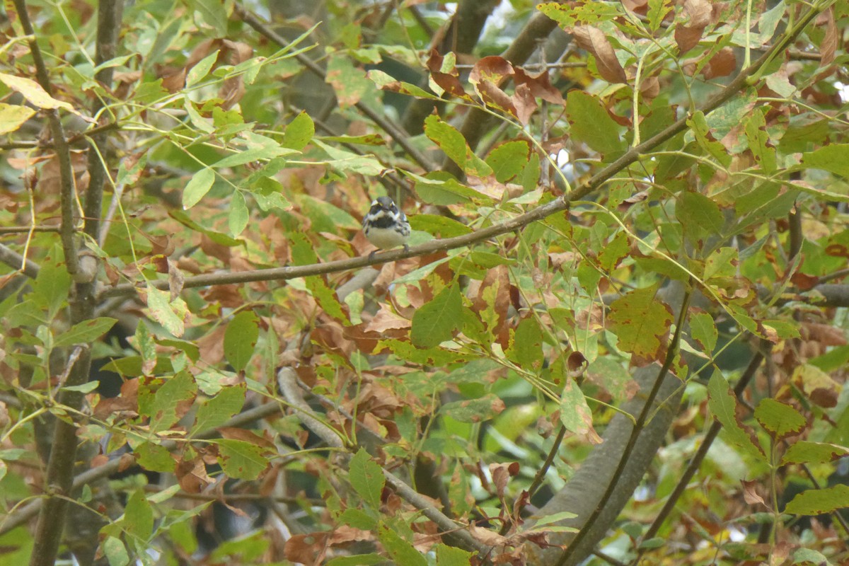 Black-throated Gray Warbler - Doug Niwa