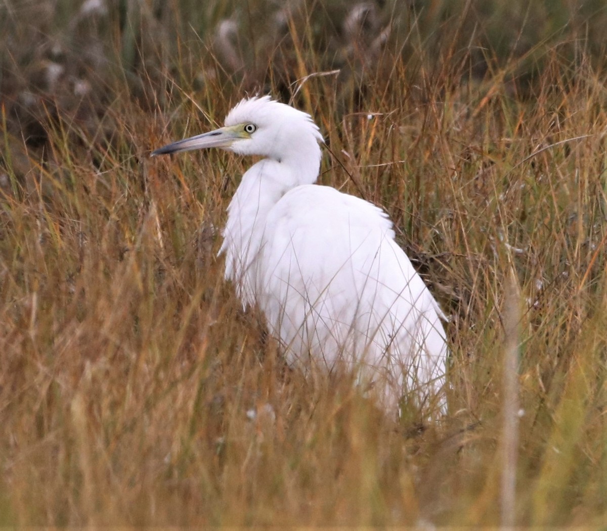 Little Blue Heron - ML489018141