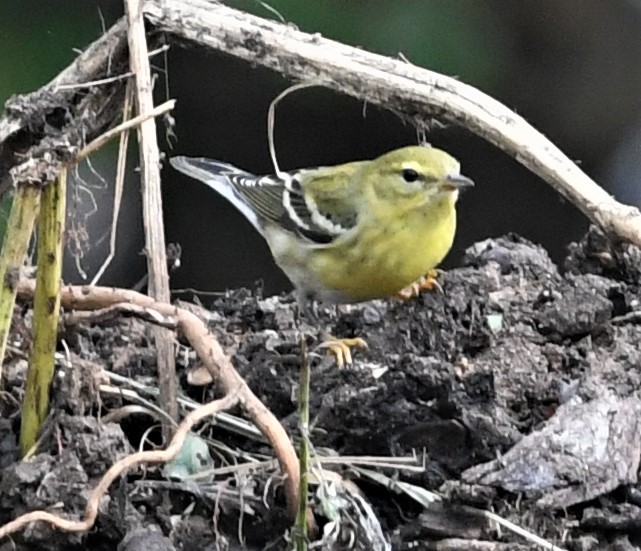 Blackpoll Warbler - ML489018411