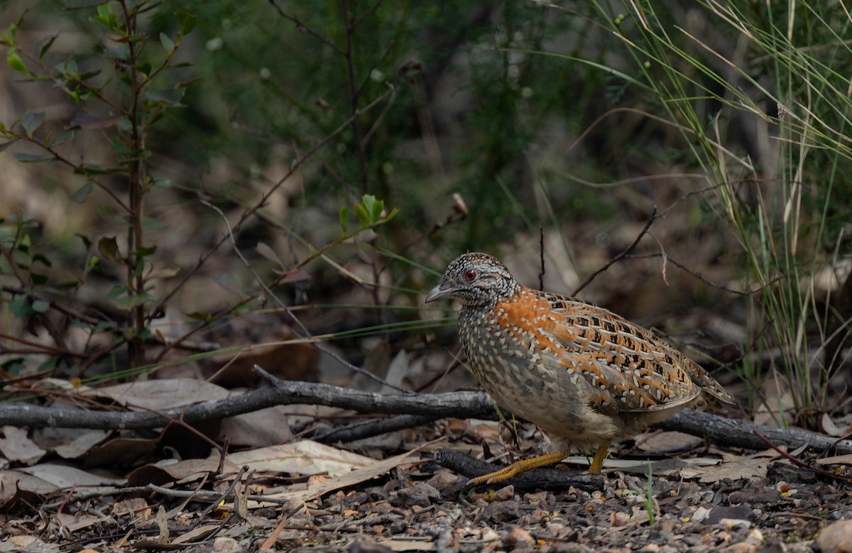 Painted Buttonquail - ML489020201