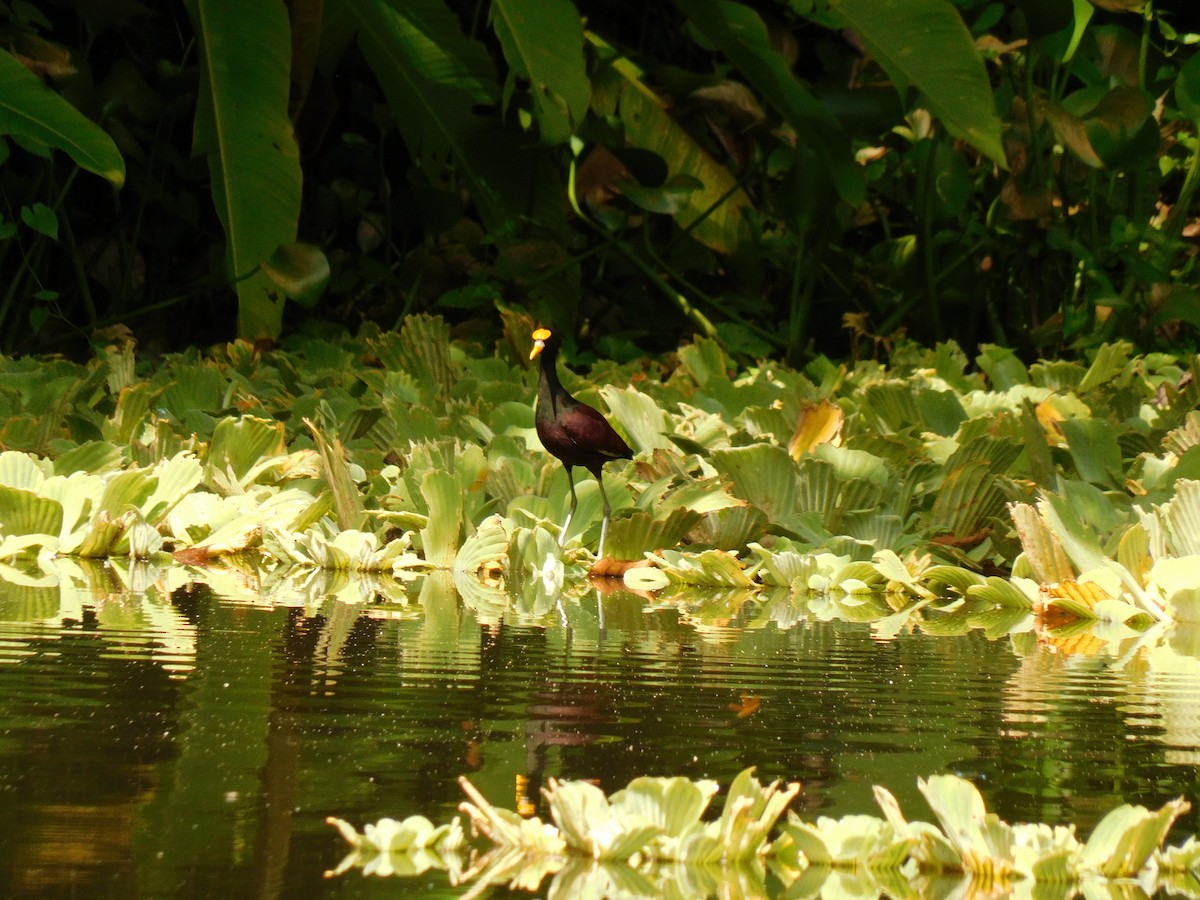 Northern Jacana - Luis Manuel Gómez