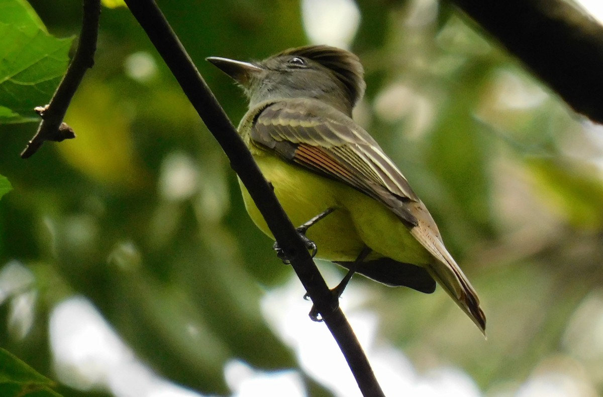Great Crested Flycatcher - ML489020701
