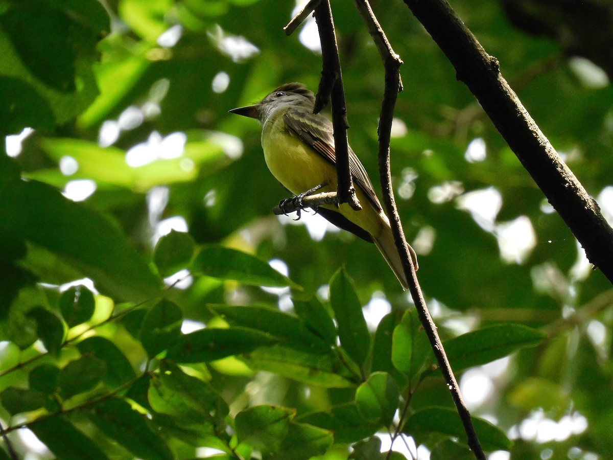 Great Crested Flycatcher - ML489020821
