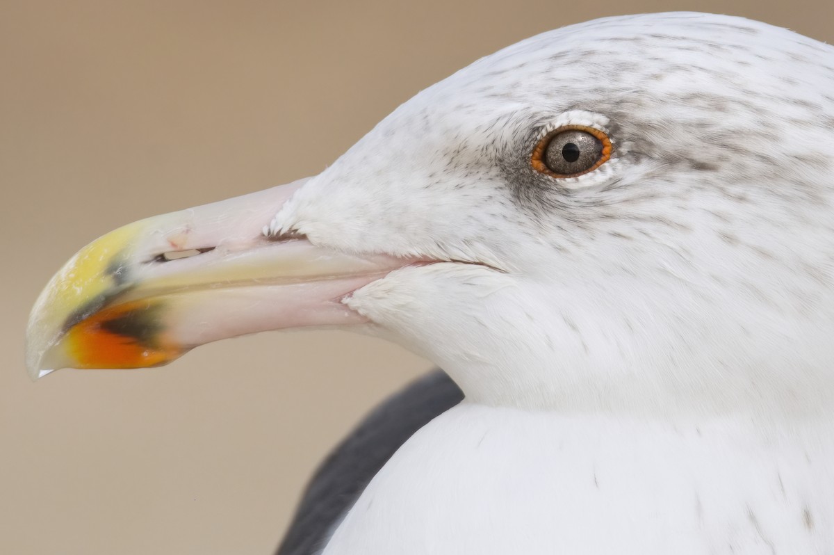 Great Black-backed Gull - ML489020971