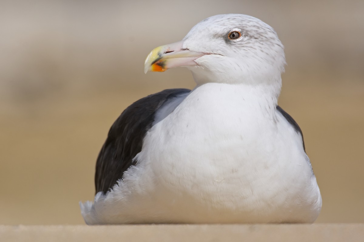 Great Black-backed Gull - ML489021061