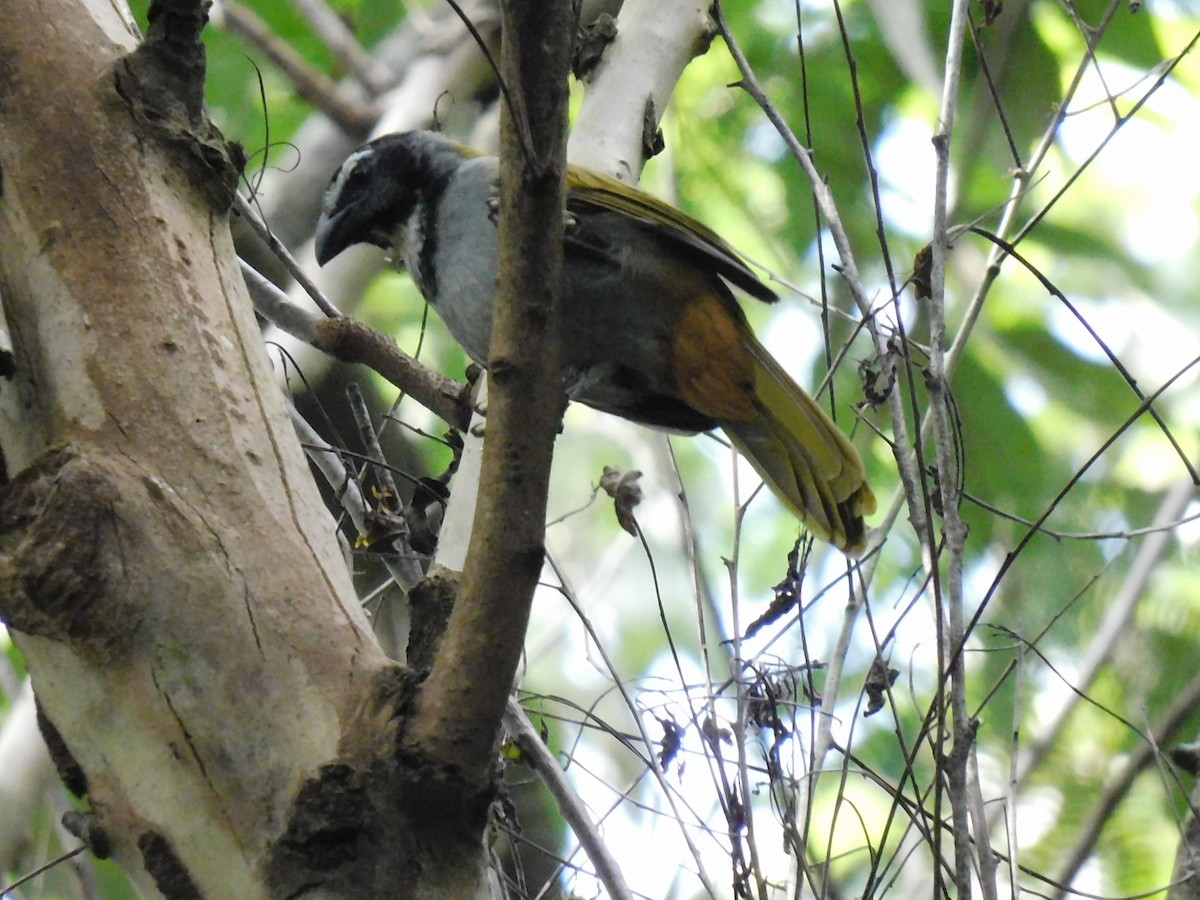 Black-headed Saltator - ML489021081