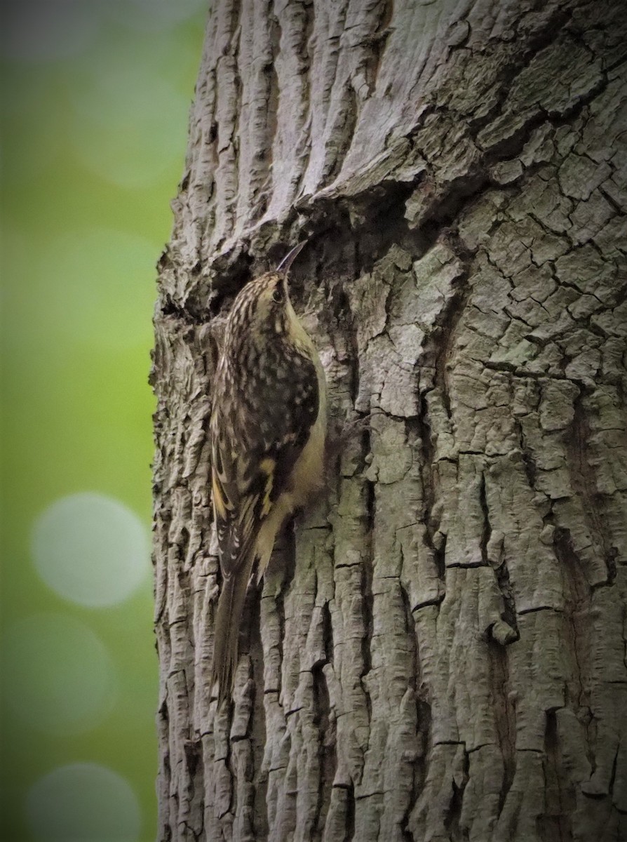 Brown Creeper - Dick Cartwright