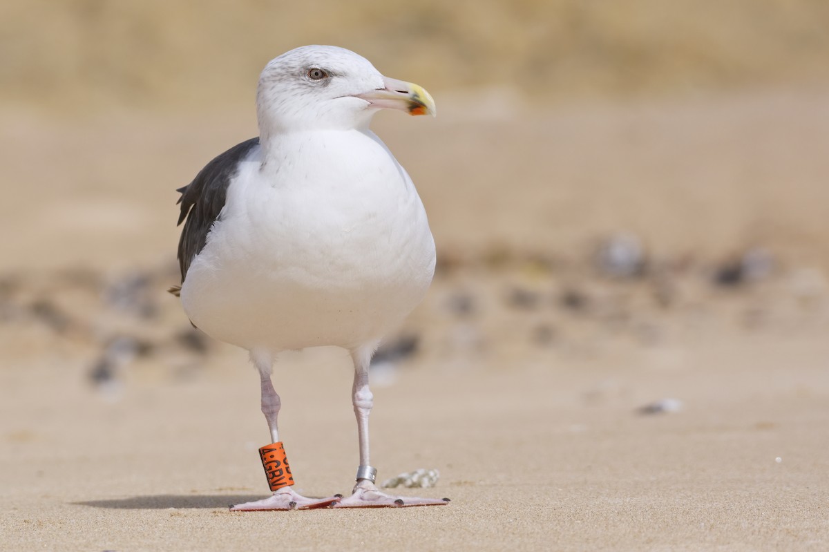 Great Black-backed Gull - ML489021121