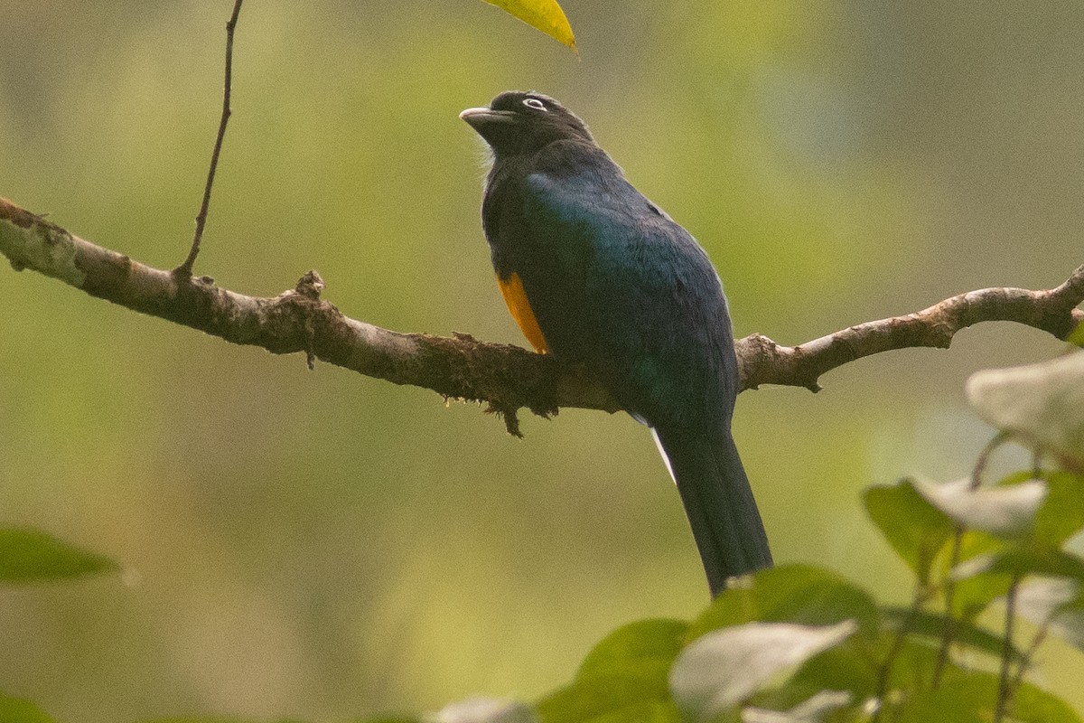 White-tailed Trogon - ML489022721