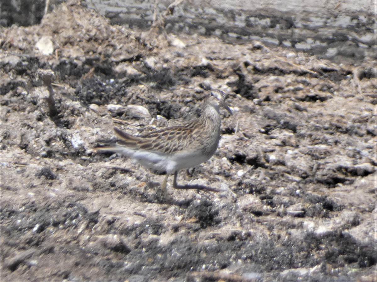 Pectoral Sandpiper - Chris Chappell