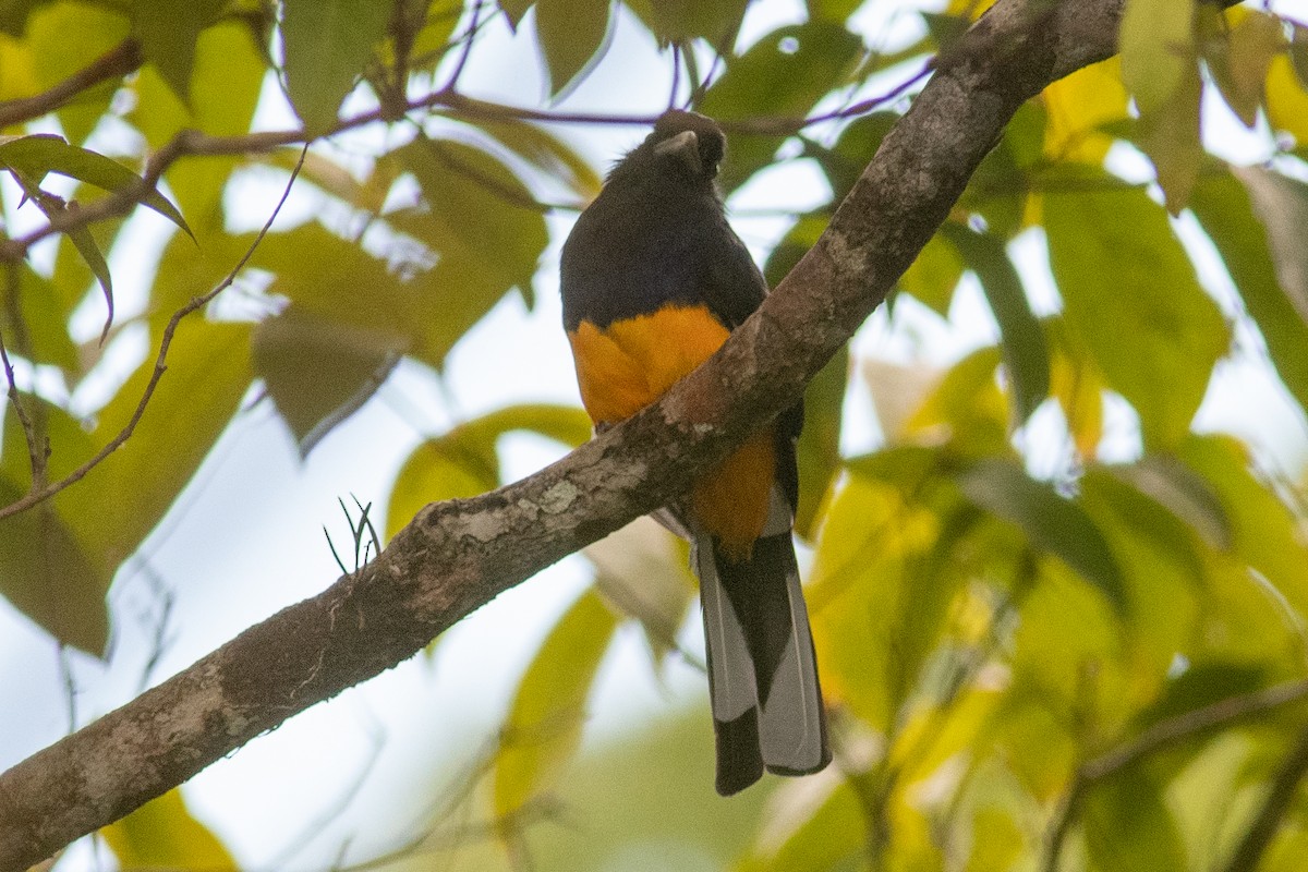 White-tailed Trogon - ML489023051