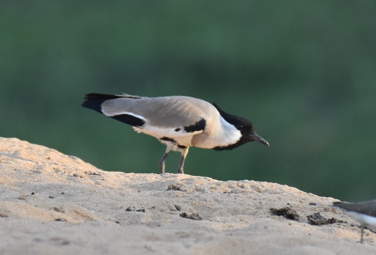 River Lapwing - ML48902461